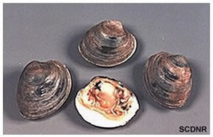 hard clam