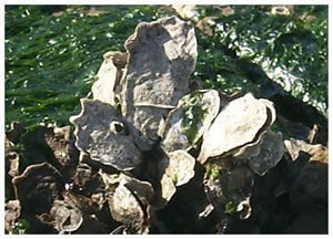 eastern oysters