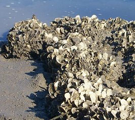 Intertidal oysters