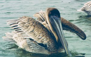 eastern brown pelican