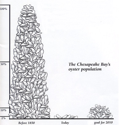 Graphic of the Chesapeake Bay's oyster population over time.  Graphic provided by the Chesapeake Bay Foundation.