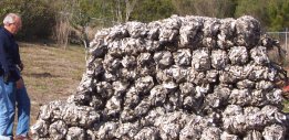 Pile of shell bags