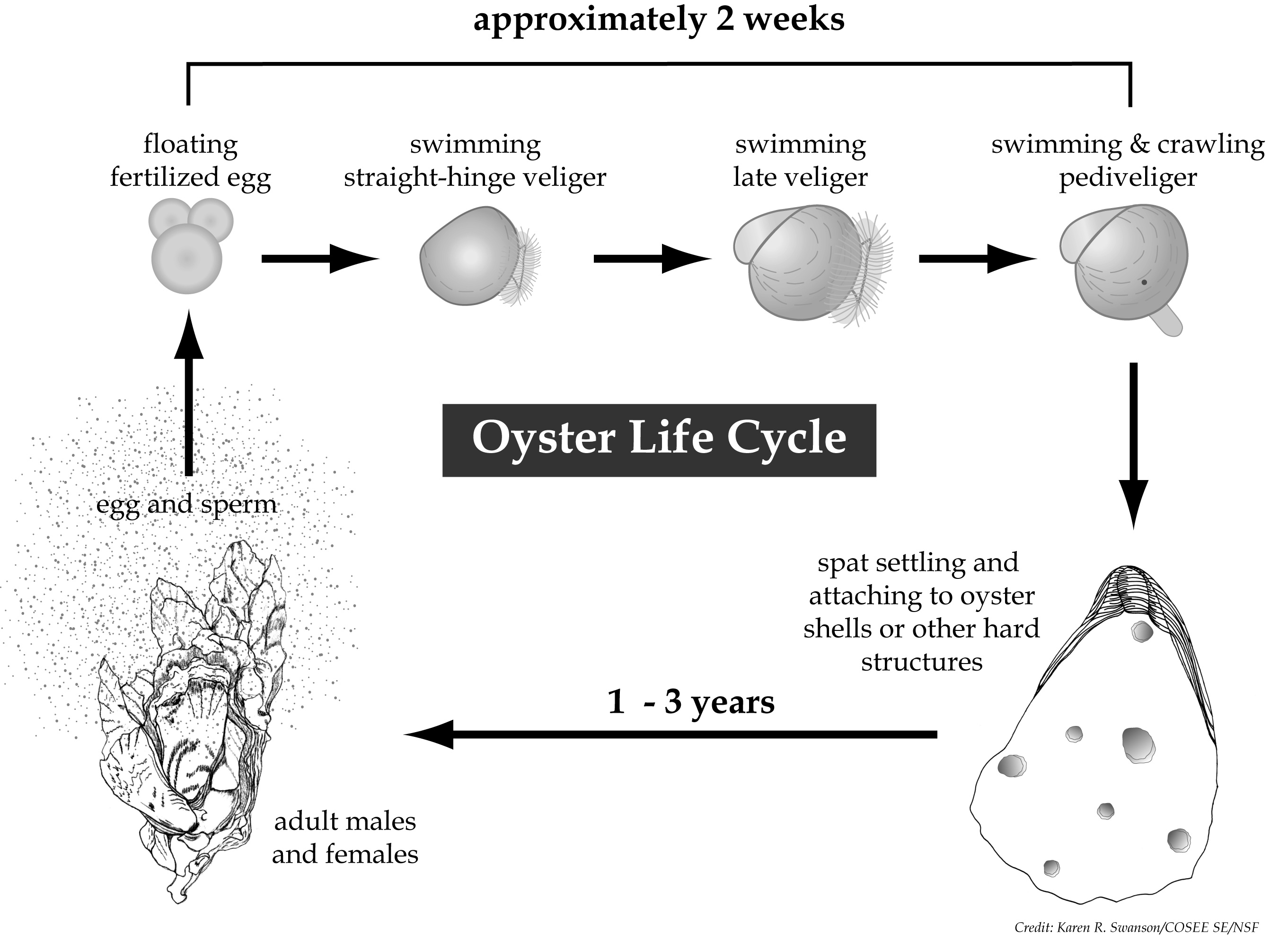 Figure of the oyster life cycle, from egg to veliger larva to pediveliger stage to attached juvenile (spat) to adult, and back to egg.