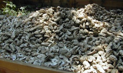 Photo of recycled oyster shells